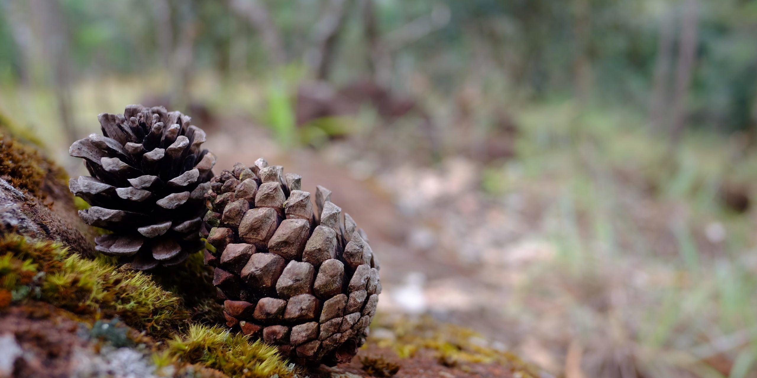 brown pinecones